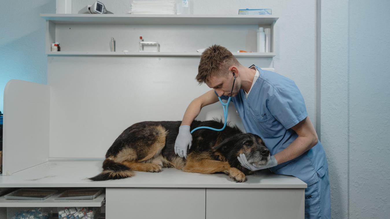 Nieuwe opleiding: dierenartsen leren huisdierenmishandeling beter opsporen