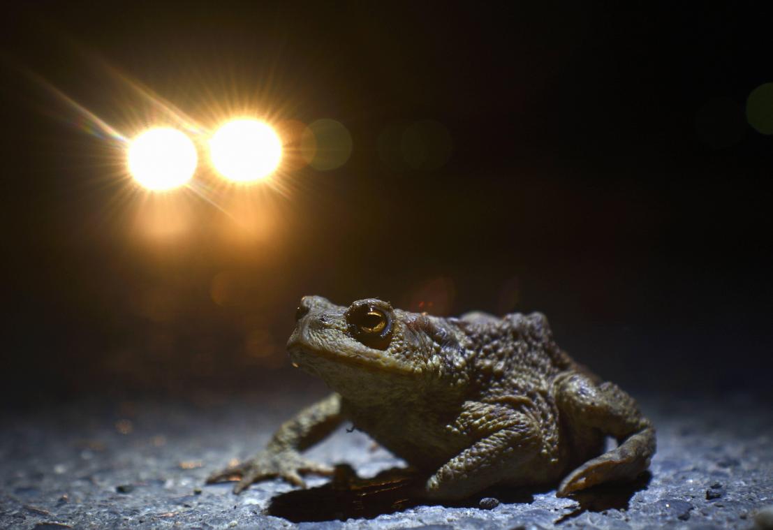 Nachtverlichting heeft negatief effect op dieren