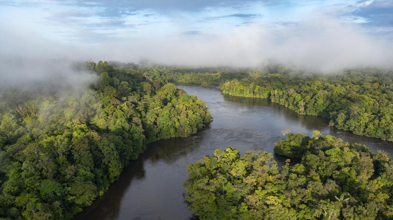 Ontbossing in Braziliaans Amazonegebied opvallend gedaald