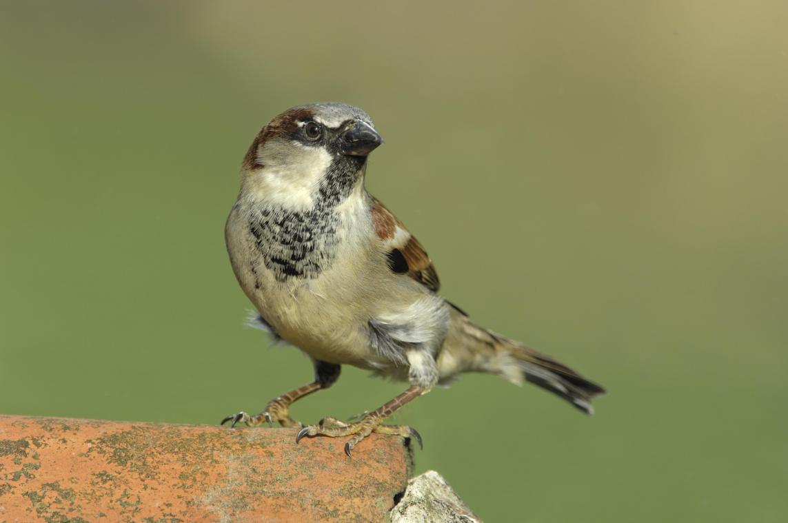 DIT is de vogel van 2024