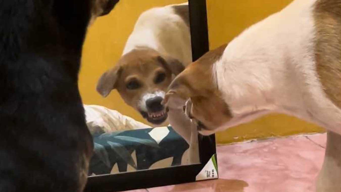 HILARISCH! Hond ziet zichzelf in spiegel en is daar niet blij mee (video)