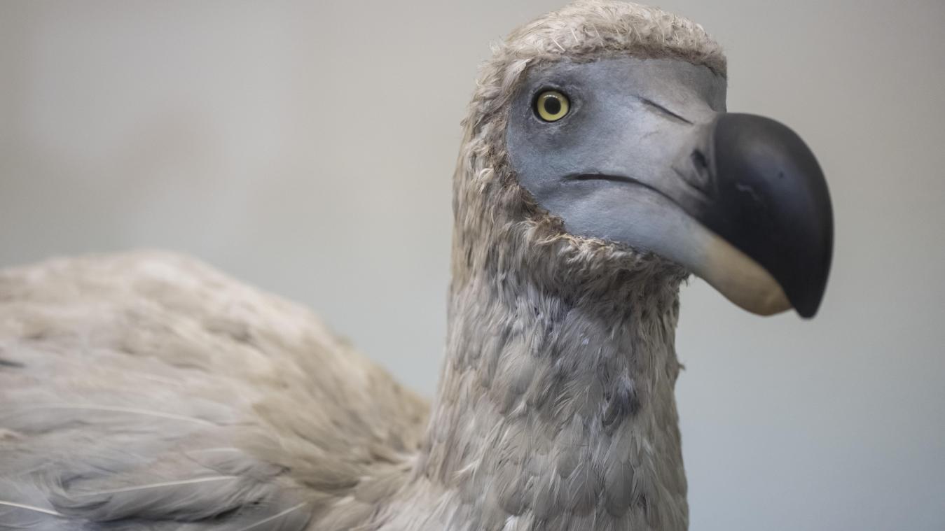Wordt de dodo terug tot leven gebracht?