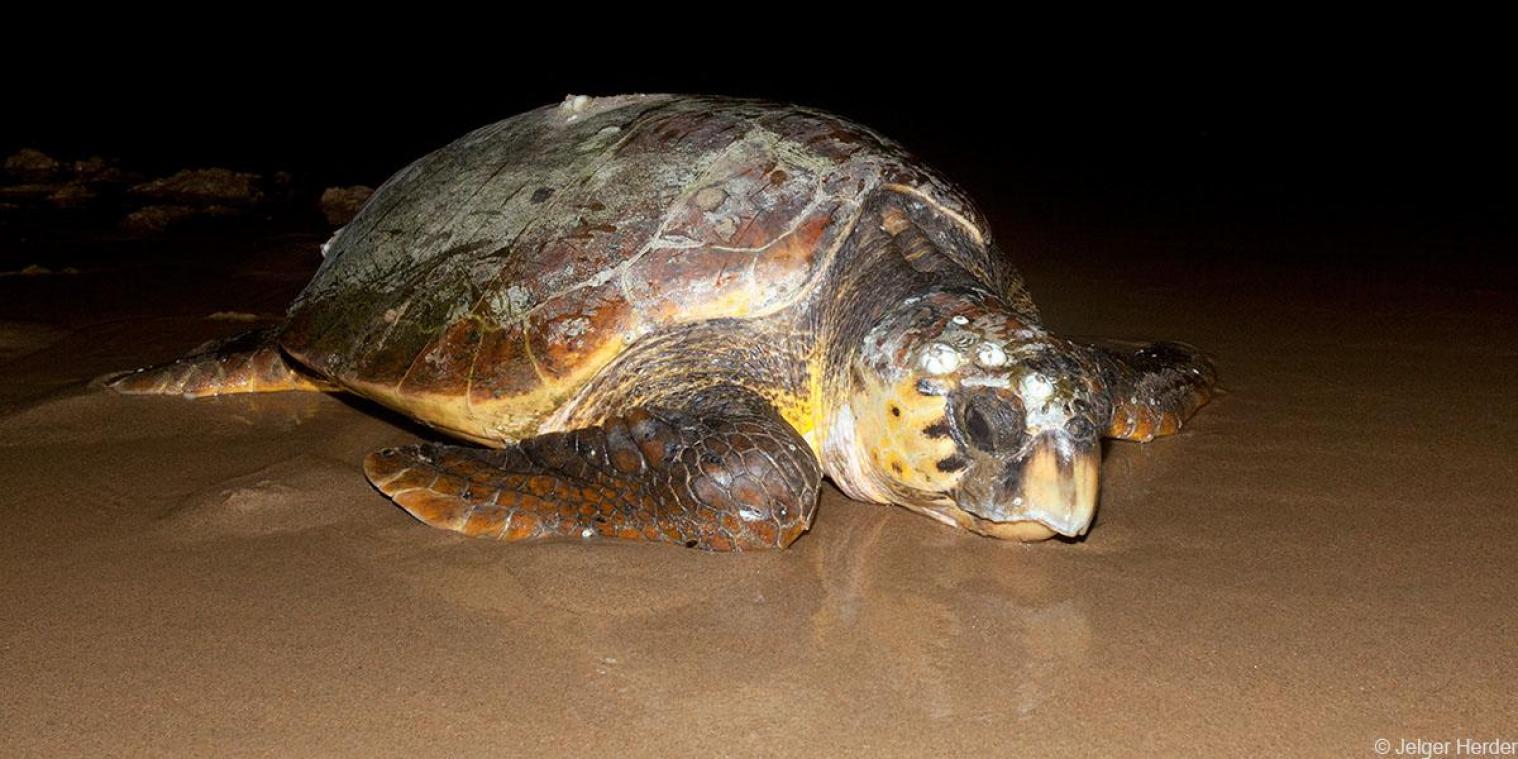 Primeur in Bredene: dikkopschildpad aangespoeld
