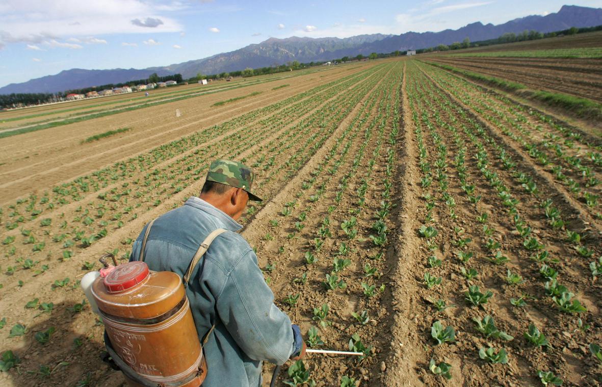 Bizar! Chinese boeren moeten groenten laten wegrotten