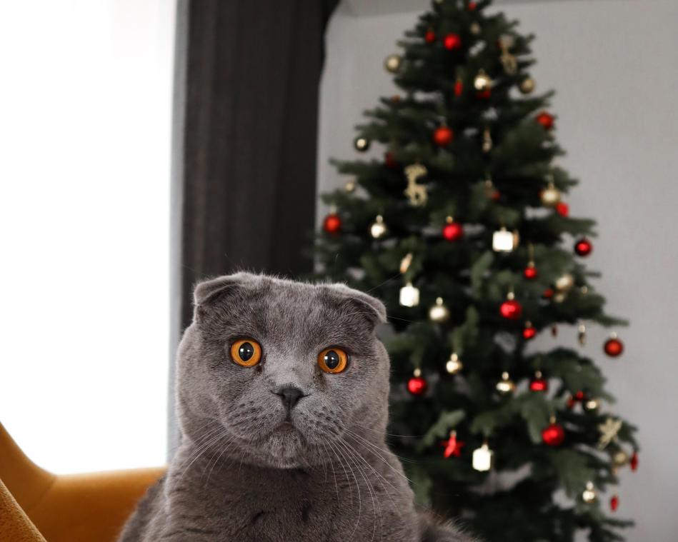 Ontdek dé kerstdecoratie die je dit jaar in huis moet halen