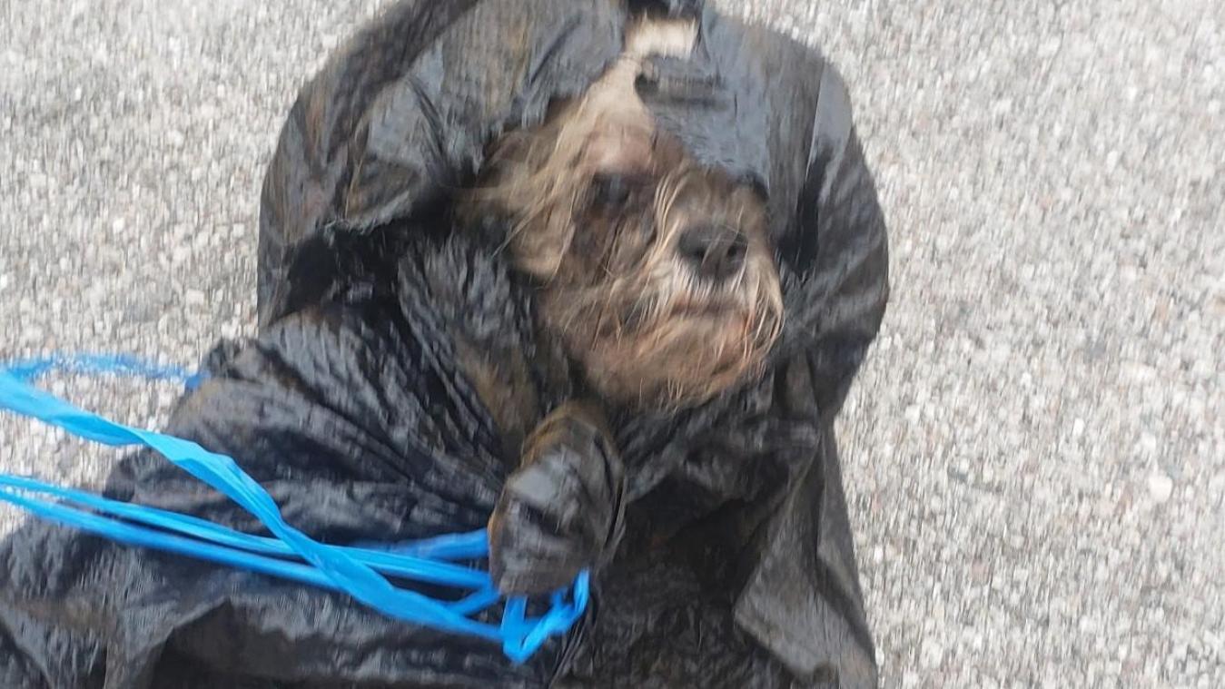 WTF. 55-jarige Amerikaan dumpt levend hondje Xyla in een container (video)