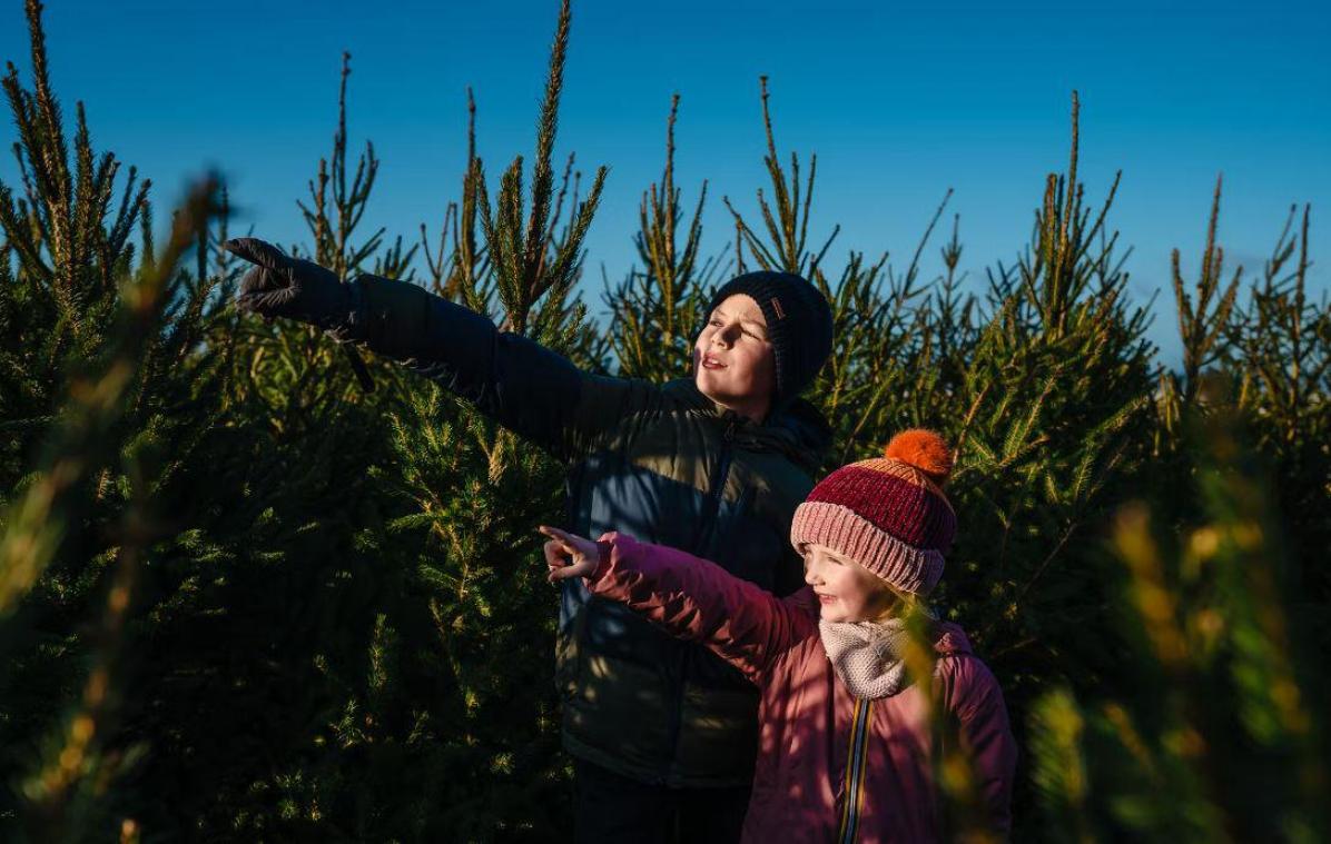 Weekendtip: kerstboomdoolhof in Oostende