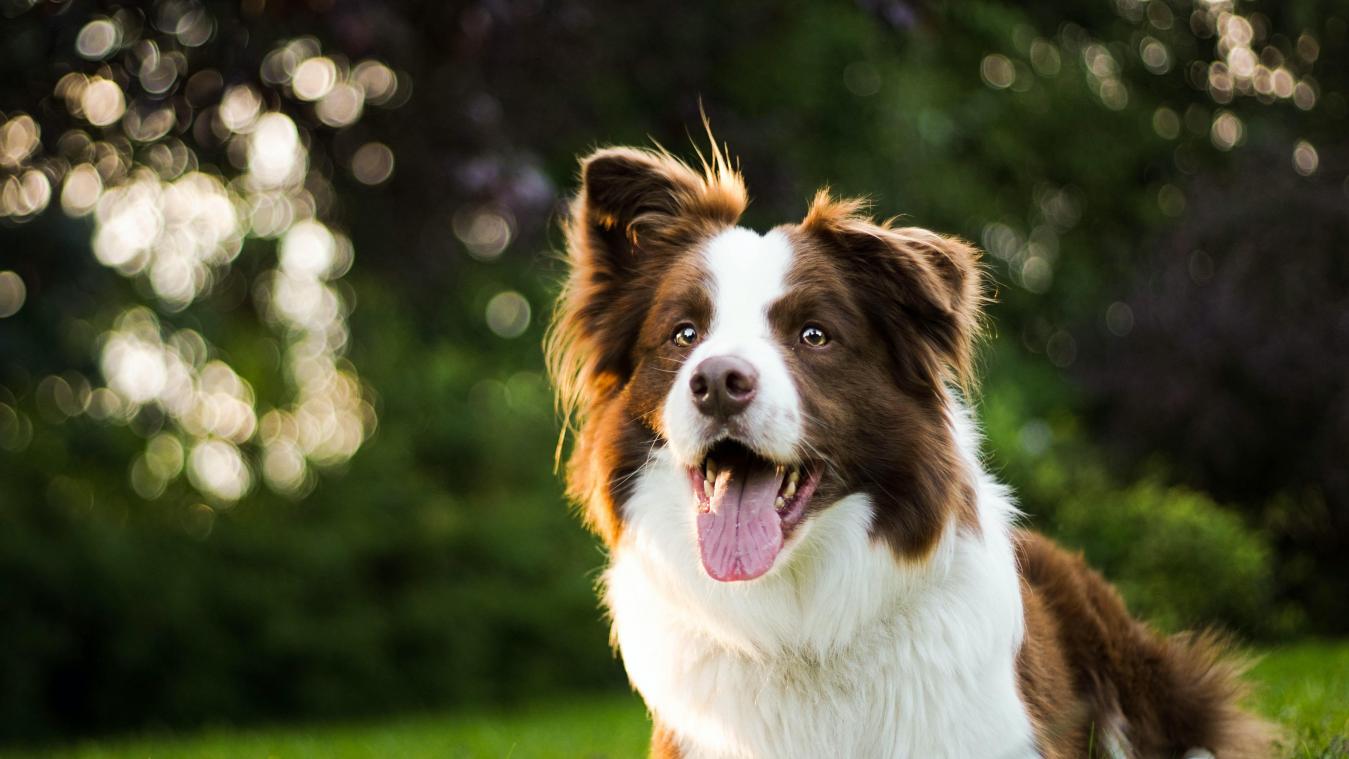 Hoogbegaafde honden: deze 6 rassen zijn slimmer dan de rest