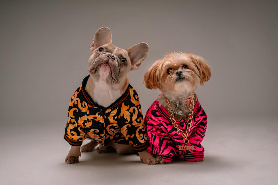 Hersenloze honden: deze 10 rassen zijn het domst