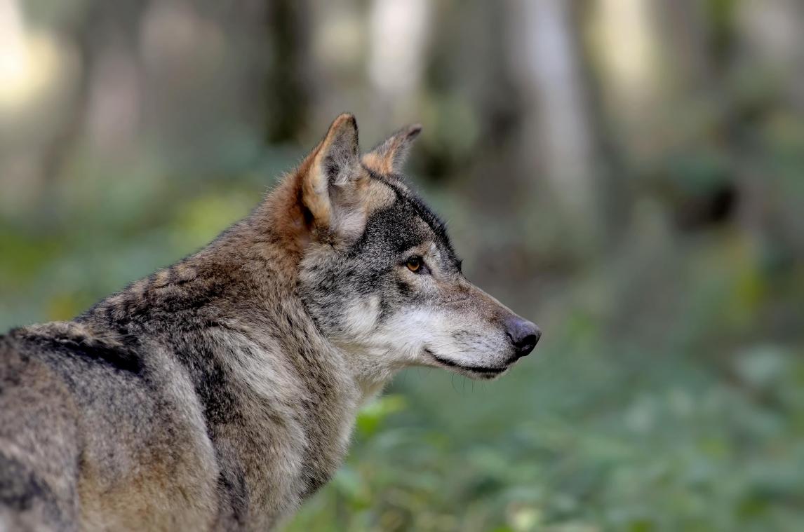 Helft minder landbouwdieren door wolven gedood in 2023: «Samenleven met wolven is mogelijk»