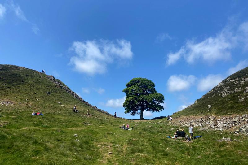 De Sycamore Gap Tree in betere tijden.