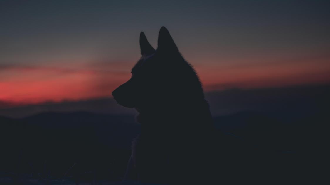 marek-szturc-8Ou3EZmTMWA-unsplash