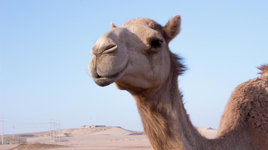 roberto-martins-pK73uz_13y4-unsplash