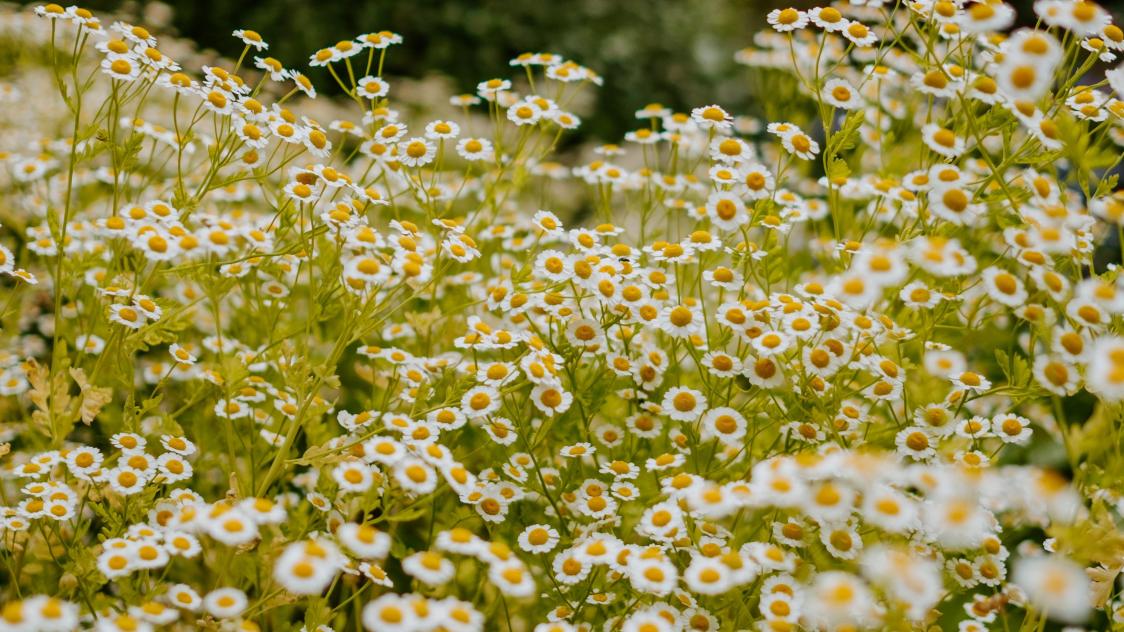 annie-spratt-xX5y1sBIQvQ-unsplash