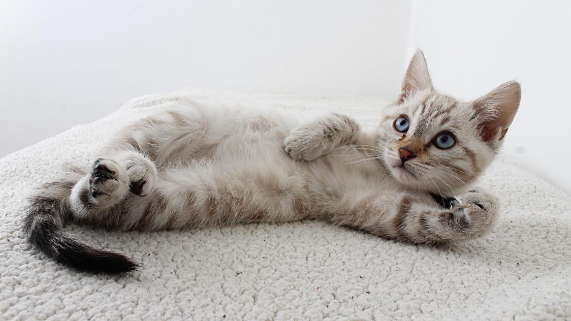 pexels-anel-rossouw-2558605