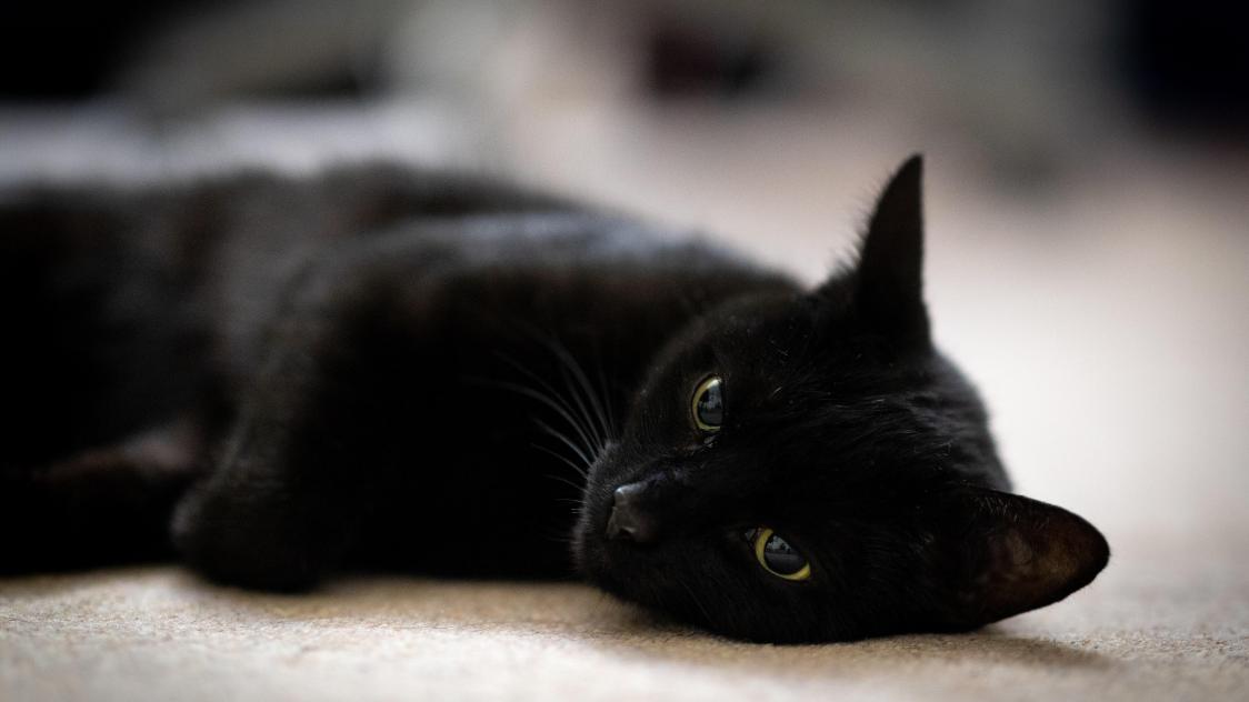 ben-griffiths-vqEOOwVzZys-unsplash