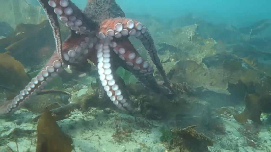 octopus