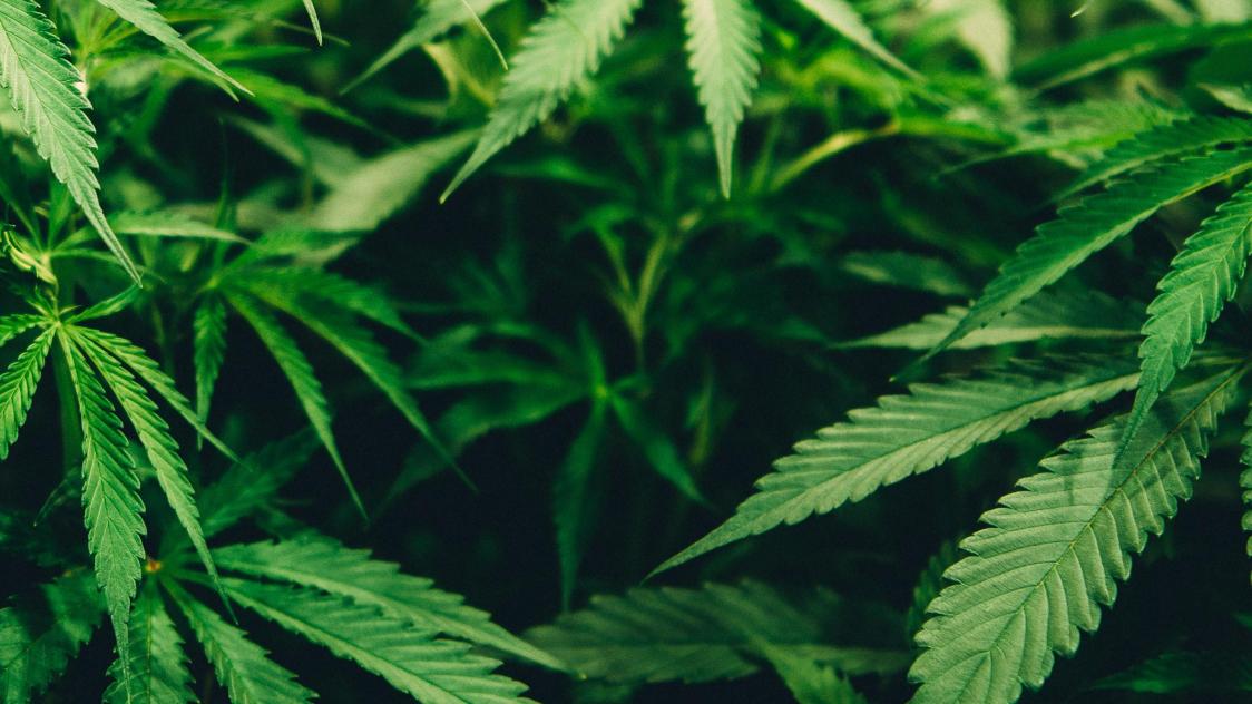 matthew-brodeur-qcCPIhhdgTw-unsplash