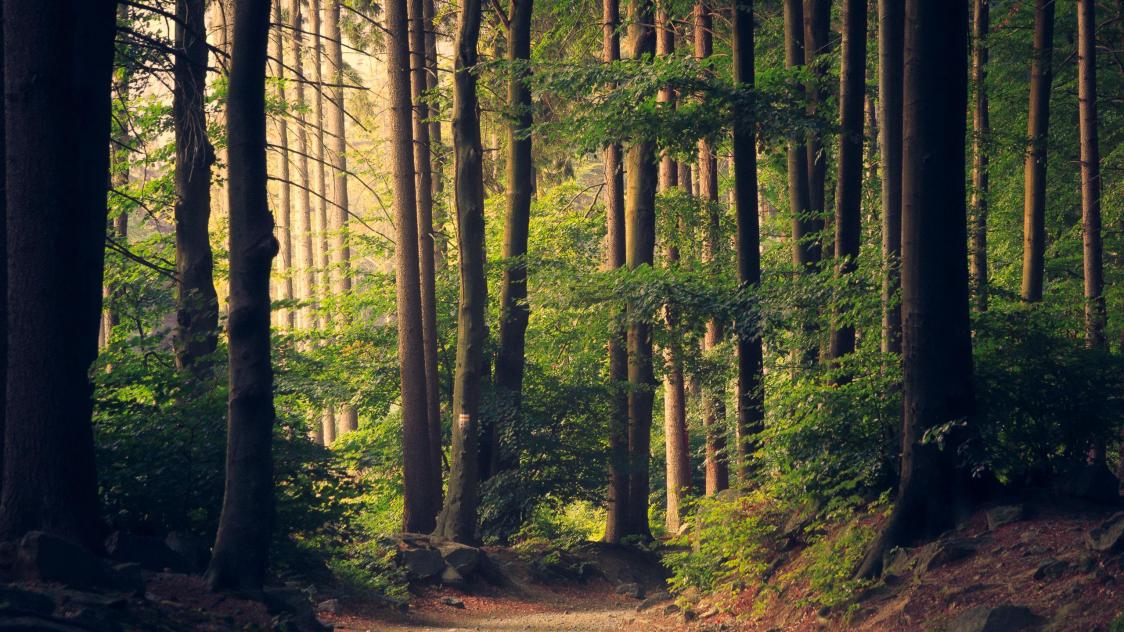 lukasz-szmigiel-jFCViYFYcus-unsplash