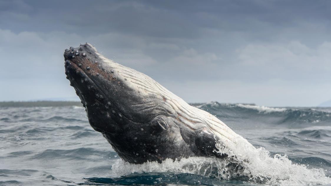 Belgaimage-65423445