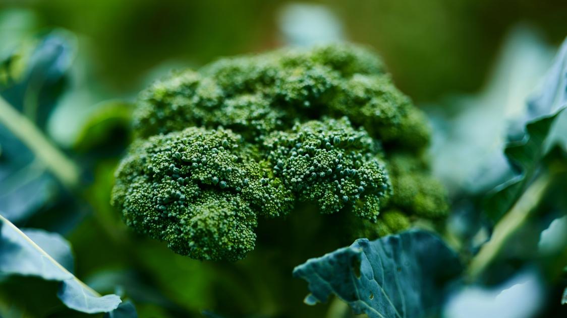 hans-ripa-3hzBK2aPf8s-unsplash