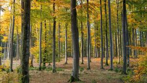 pexels-johannes-plenio-1567058