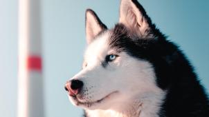 chris-ensminger-VwAiY1FCII8-unsplash