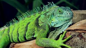 pexels-christo-goosen-20861