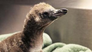 Rosamond Gifford Zoo Twitter at syracusezoo