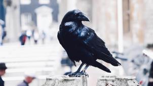 kasturi-roy-a1LVsvM_zuE-unsplash