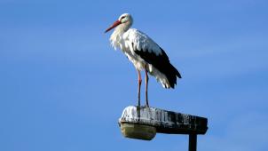 belgaimage-140815625-full