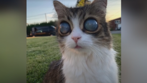 TikTok @picoblindcat