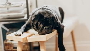 priscilla-du-preez-dOnEFhQ7ojs-unsplash