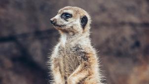 amanda-swanepoel-c7uZlgaRTEM-unsplash