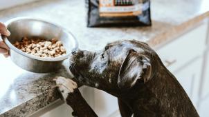 chewy-NOBRu2TAqcs-unsplash hondenbrok