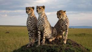 19955893.jpg-r_1920_1080-f_jpg-q_x-xxyxx