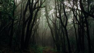 pexels-francesco-ungaro-1671324