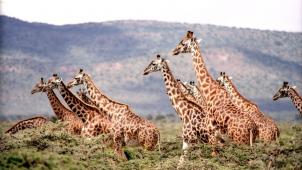 pexels-pixabay-38534