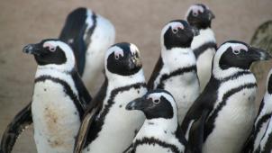 penguins-g9525e3227_1920