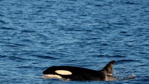 pexels-felix-rottmann-10305575