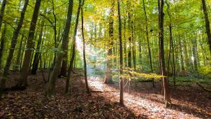 alicia-abeloos-dSlxHxXSAnM-unsplash