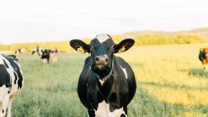 kristyn-lapp-tfWDvABRe1I-unsplash