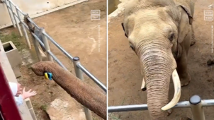 Screenshot Twitter olifant