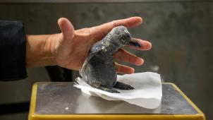 zookoningpinguineisept2022jonasverhulst-30