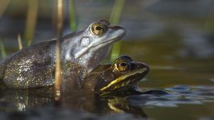 Onze natuur - 2 copy