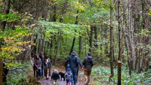 Belga N. Maeterlinck zonienwoud