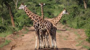 lisette-verwoerd-vVqk3qV2frA-unsplash