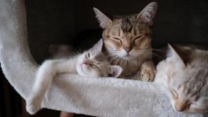 pexels-tomas-ryant-2693561