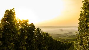 sven-wilhelm-2cRXSWyMHA8-unsplash