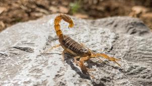 sina-katirachi-VfdRlDDp_sk-unsplash